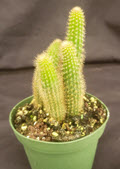 4" Cactus Monkey Tail Orange (Straight Stalks)